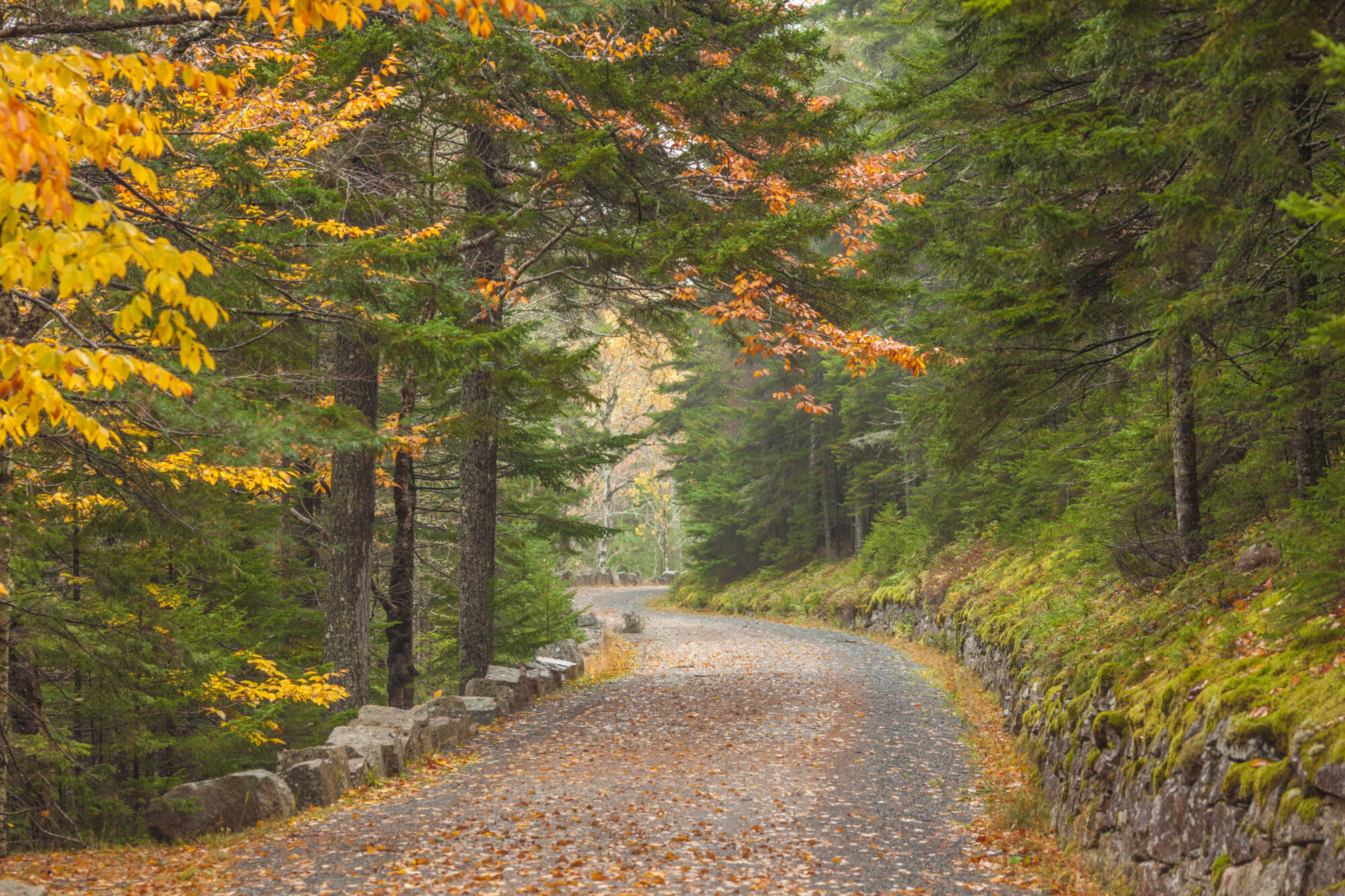 Acadia National Park carriage road in Bar Harbor Maine in fall